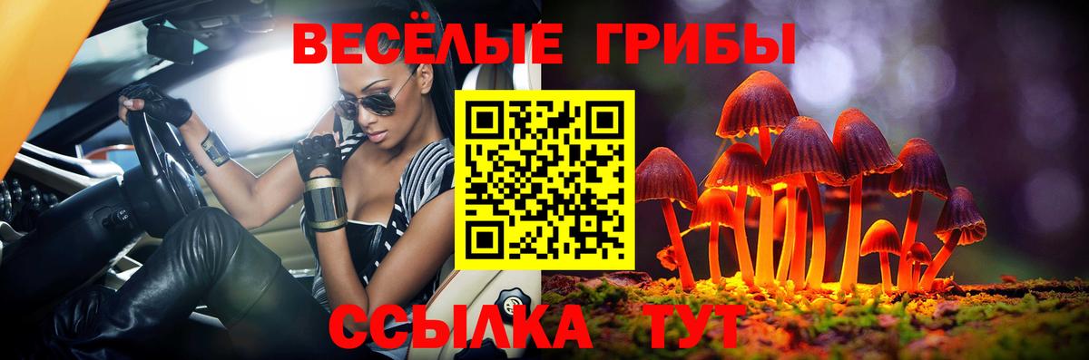 Псилоцибиновые грибы Psilocybe Тара